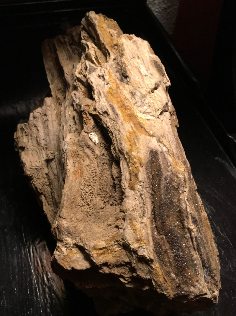 Bit of petrified wood.